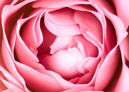 新鲜的玫瑰花朵的特写镜头
