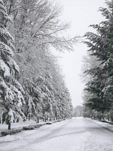 白雪覆盖的树木，在城市公园