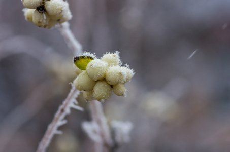 白霜的灌木丛和浆果的忍冬