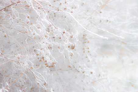 抽象模糊灌木在雪中