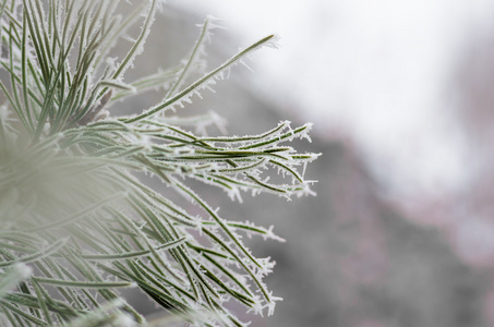 霜雪上松树，云杉