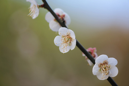 梅花