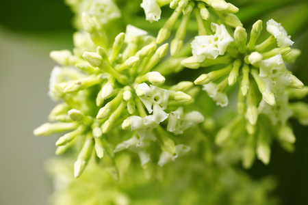 灯台花黑板,魔鬼树,灯台树 (linn).r.br.