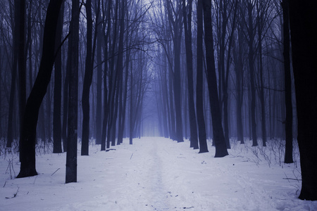 童话步道通往可怕的森林