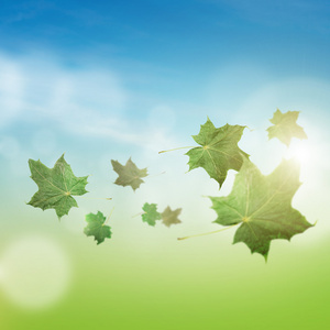 飞舞的叶子树叶在天空中飞舞照片