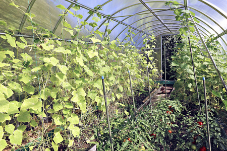 温室里的黄瓜植物