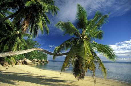 沙滩海岸的岛屿马埃岛
