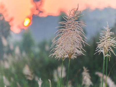 芦苇草特写上有雾的早晨