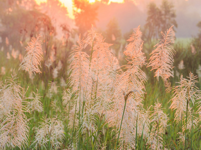 芦苇草特写上有雾的早晨