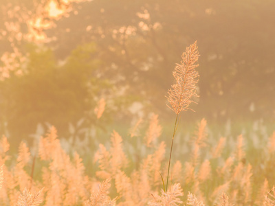 芦苇草特写上有雾的早晨