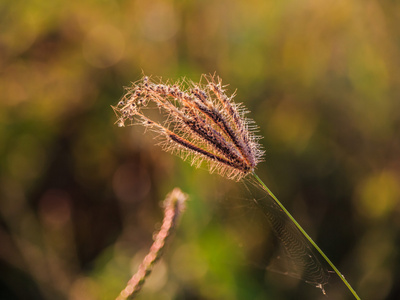 芦苇草特写上有雾的早晨