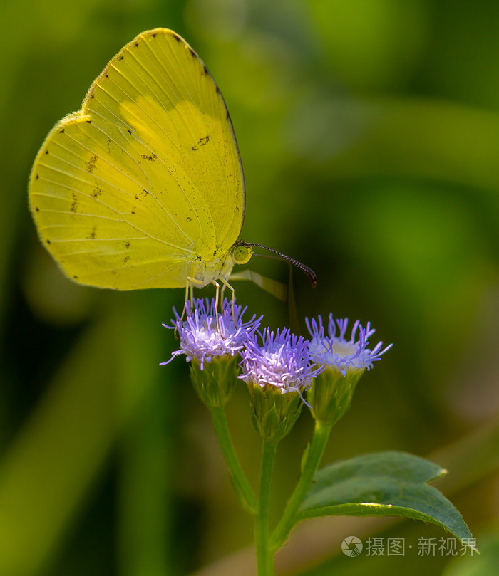 黄蝶上紫色的小花