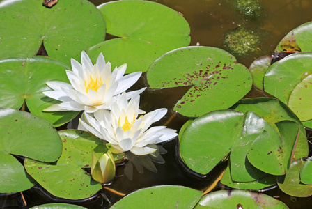 两朵百合水花