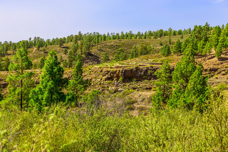 杉木树对山风景