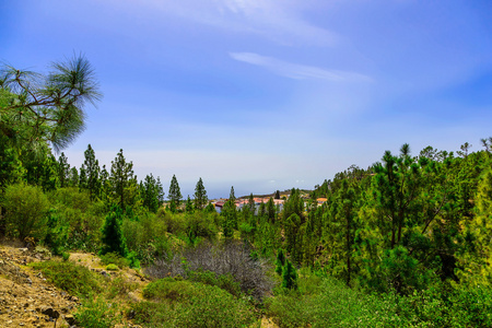 杉木树对山风景