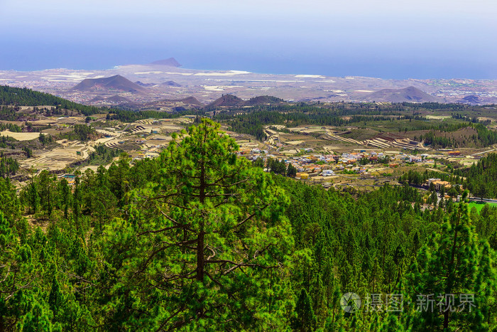 杉木树对山风景