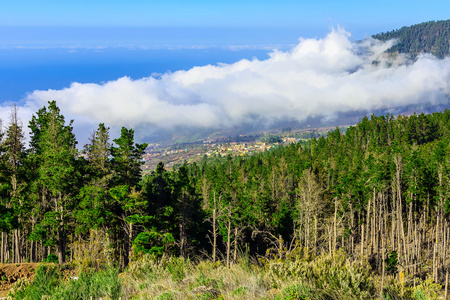 杉木树对山风景