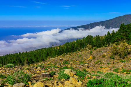 杉木树对山风景