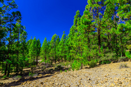 杉木树对山风景