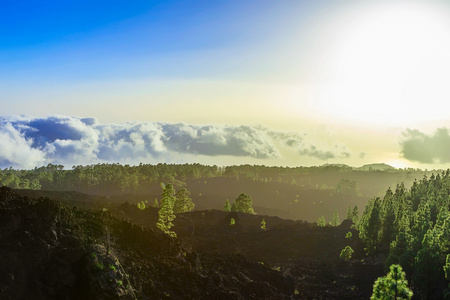 杉木树对山风景