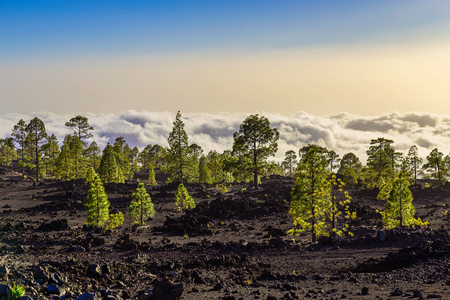 杉木树对山风景