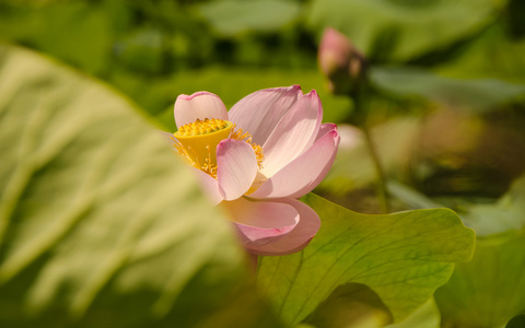 莲花湖