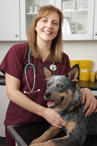 女兽医检查在外科手术中的狗