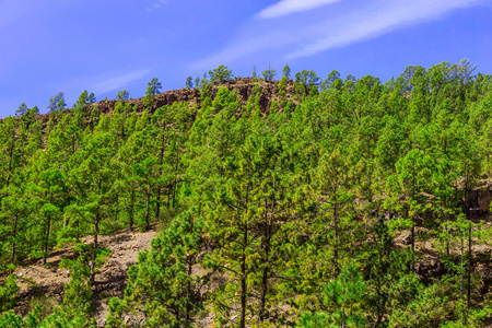 杉木树对山风景