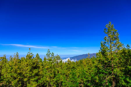 杉木树对山风景