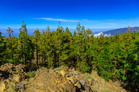 杉木树对山风景