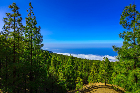 杉木树对山风景