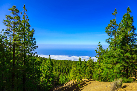 杉木树对山风景