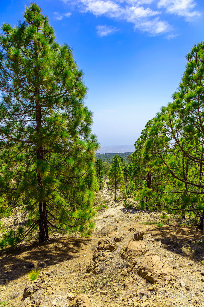 杉木树对山风景