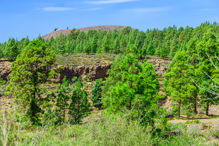 杉木树对山风景