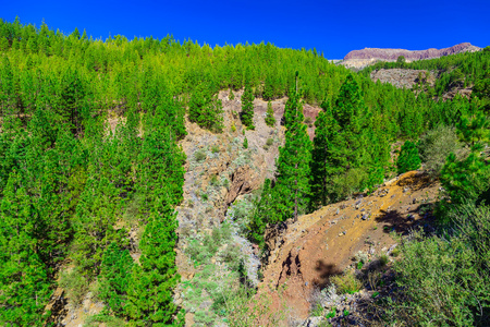 杉木树对山风景