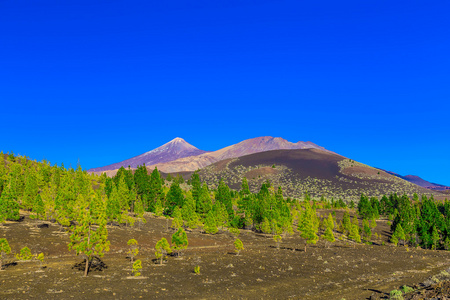 杉木树对山风景