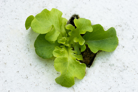 新芽绿橡树生菜水培，池塘泡沫