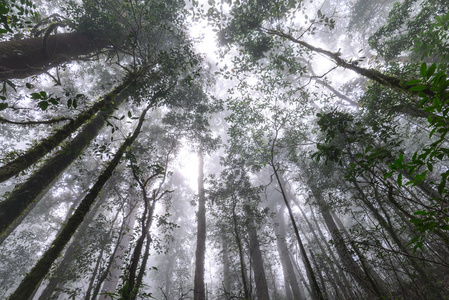 泰国清迈 doi inthanon 国家公园雨林