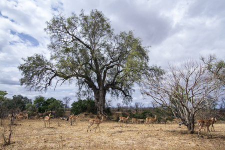 黑斑羚在克鲁格国家公园