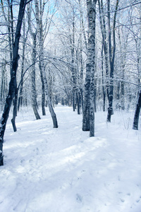 冬季森林公园云杉