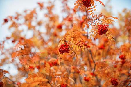 罗文树与 rowanberry