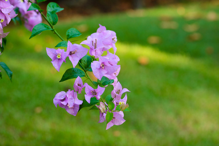 紫色的叶子花