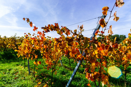 多彩的秋天葡萄园的法国阿尔萨斯