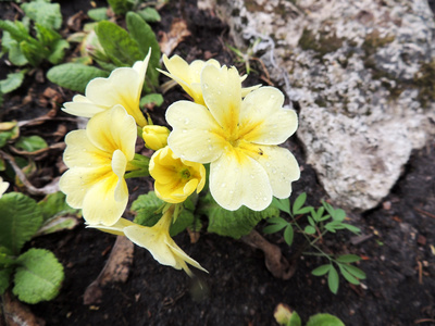 樱草花开花 报春花 家庭纹