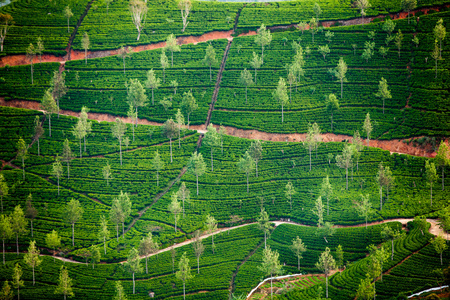 景观与斯里兰卡茶叶绿色的田野
