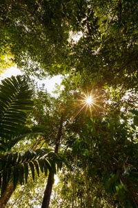 阳光穿过绿叶的热带森林在斯里兰卡