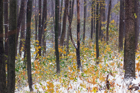 秋天的森林被雪覆盖