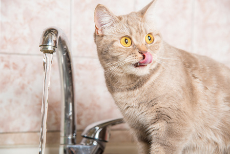 那只猫从水龙头喝水