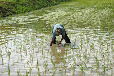 农民种植水稻