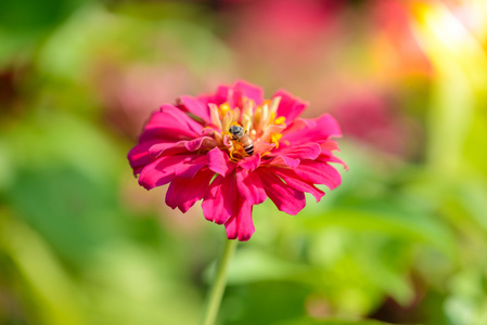 生动近 zinnia 花